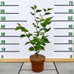 Moruša trpasličia (Morus rotundiloba) 'Mojo Berry' ® - výška 50-60 cm, kont. C3L